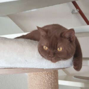 Ocean, Britse korthaar vrouwtje