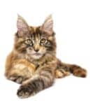 Rasbeschrijving van de Maine Coon kat 21 Maine coon kat liggend