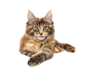 Rasbeschrijving van de Maine Coon kat 1 Maine coon kat liggend