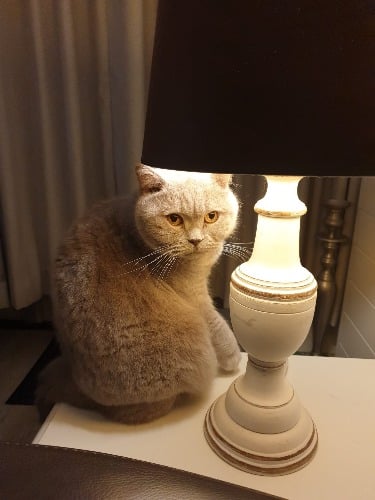 Kattenrassen 3 kat britse korthaar