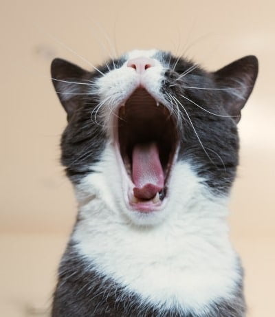 Mijn Kat niest: Waarom niest mijn kat? 4 waaro niest een kat