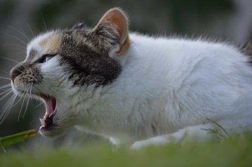 Mijn Kat niest: Waarom niest mijn kat? 3 mijn kat niest