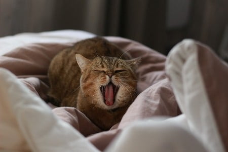 Mijn Kat niest: Waarom niest mijn kat? 2 kat niest