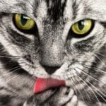 Katten likken zichzelf veel, 7 redenen waarom ze dat doen 29 katten likken