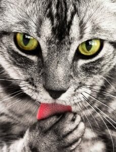 Katten likken zichzelf veel, 7 redenen waarom ze dat doen 30 katten likken