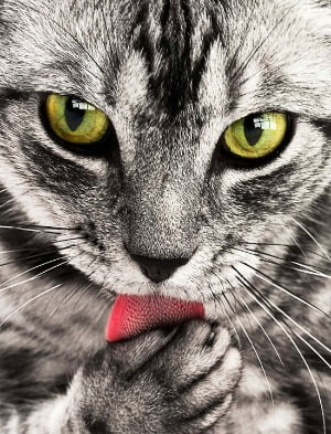 Katten likken zichzelf veel, 7 redenen waarom ze dat doen 1 katten likken