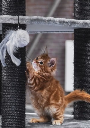 Rasbeschrijving van de Maine Coon kat 4 Maine Coon kitten