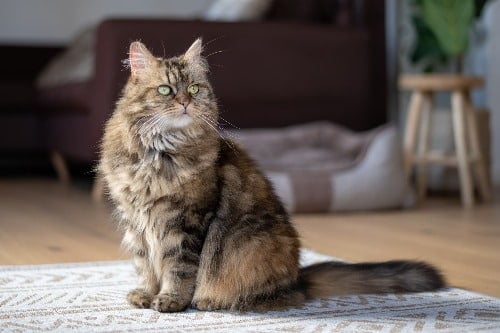 Rasbeschrijving van de Maine Coon kat 3 Zittende Maine Coon kat