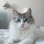 Ragdoll Kat, Ras beschrijving en Karakter 25 Ragdoll kat, ras beschrijving en karakter