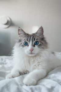 Ragdoll Kat, Ras beschrijving en Karakter 31 Ragdoll kat, ras beschrijving en karakter