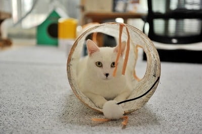 kattentunnel kopen