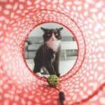 beste kattentunnel kopen