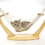 katten hangmat
