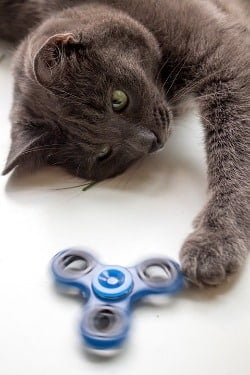 Kattenspeelgoed met kattenkruid, bekijk onze Top 20 van 2023 25 beste kattenspeelgoed met kattenkruid