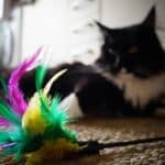 Kattenspeeltje met Veren kopen: Deze 15 zijn Echt leuk! 69 kattenspeeltje met veren