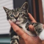 Kitten benodigdheden. Wat heb je allemaal nodig voor jouw kitten 91 kitten benodigdheden voor thuis