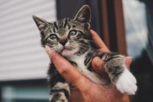 Kitten benodigdheden. Wat heb je allemaal nodig voor jouw kitten 97 kitten benodigdheden voor thuis