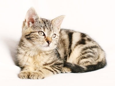 Kitten benodigdheden. Wat heb je allemaal nodig voor jouw kitten 2 kitten benodigdheden