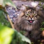 Is mijn kat krols? Hier moet je op letten. 30 kat krols
