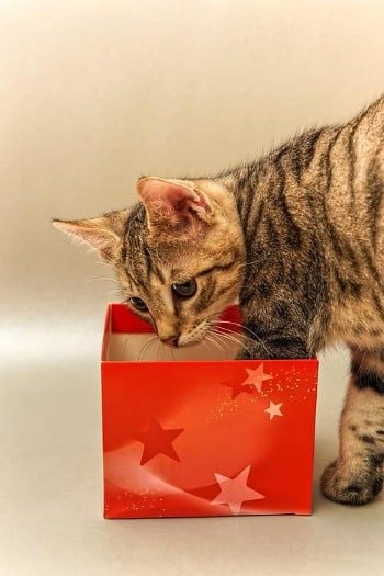 katten cadeautje