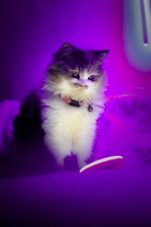 kat met kattenhalsbandje om