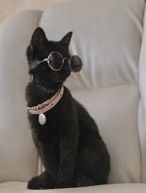 kat met kattenhalsbandje