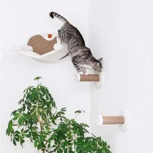 klimmuur kat