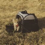 Katten Reismand: In deze 20 kan jouw kat echt veilig mee. 94 kat in katten reismand
