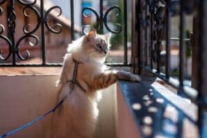 kat met kattentuigje om