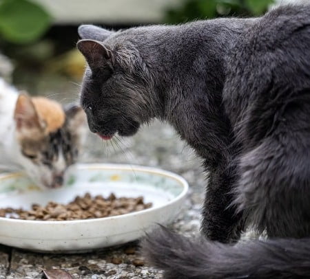 Senior kattenvoer 2 katten eten uit 1 bak