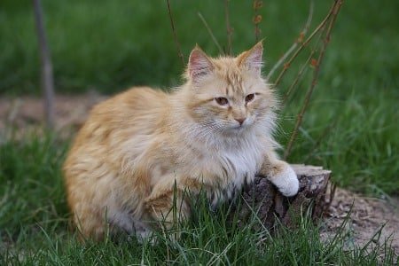 vlooienband kat buiten
