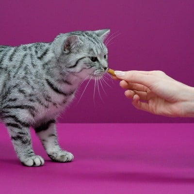 Whiskas Temptations Kattensnacks - Kip en Kaas