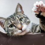 Europese Korthaar kat: aanhankelijk en speels 26 Europese korthaar kat zwaait met pootje