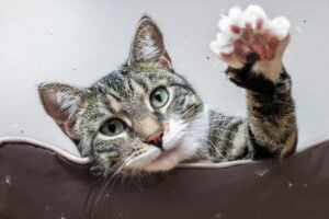 Europese korthaar kat zwaait met pootje