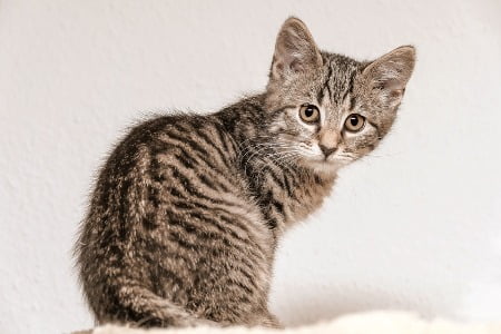 Zittende europese korthaar kat