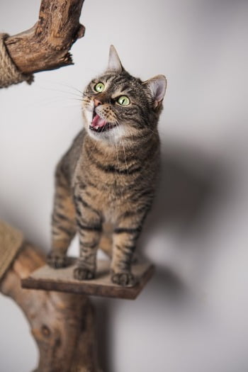 europese korthaar kat op krabpaal