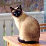 De Siamese kat, een prachtige kat met een uniek karakter. 27 zittende siamese kat