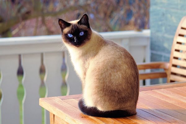De Siamese kat, een prachtige kat met een uniek karakter. 1 zittende siamese kat