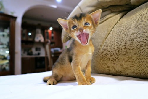 abessijn kitten