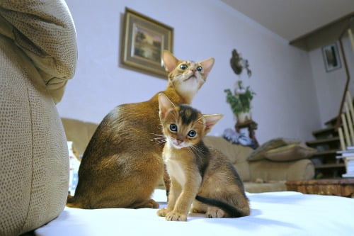 abessijnse katten