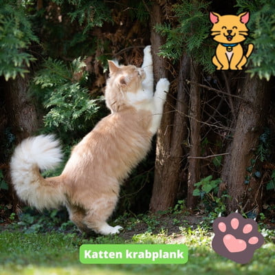 katten krabplank