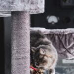 Krabpaal Maine Coon: Deze 20 zijn Extreem goed voor Maine Coons 63 krabpaal maine coon
