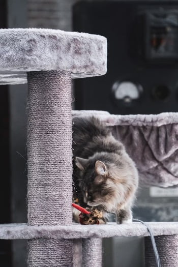 Krabpaal Maine Coon: Deze 20 zijn Extreem goed voor Maine Coons 1 krabpaal maine coon