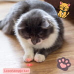 laserlampje kat