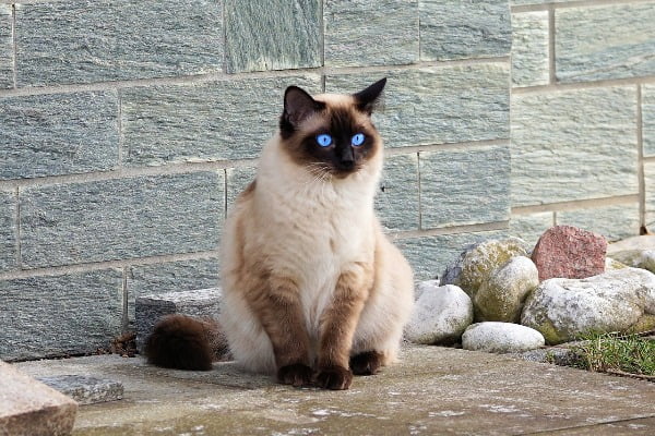 De Siamese kat, een prachtige kat met een uniek karakter. 2 een siamese kat die lekker buiten zit