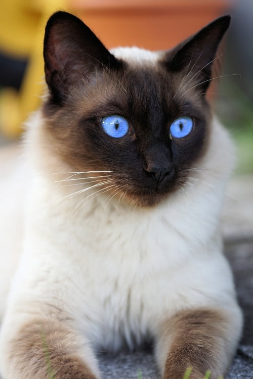 De Siamese kat, een prachtige kat met een uniek karakter. 3 Siamese kat met prachtige blauwe ogen