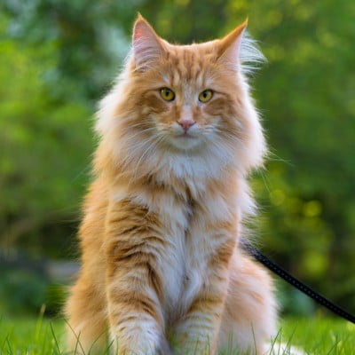 vlooienband kat