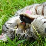 Blije kat: Hoe Gelukkig is jouw kat? (7 tekenen) 23 Blije kat