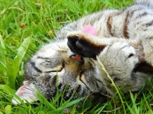 Blije kat: Hoe Gelukkig is jouw kat? (7 tekenen) 27 Blije kat