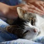 kattentaal, gelukkige kat